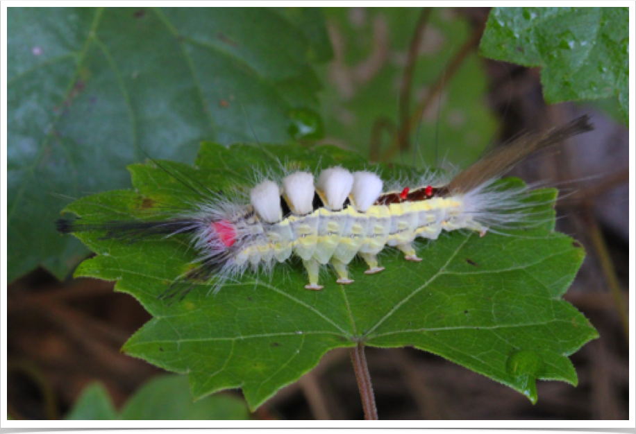 Orgyia leucostigma
White-marked Tussock Moth
Hale County, Alabama